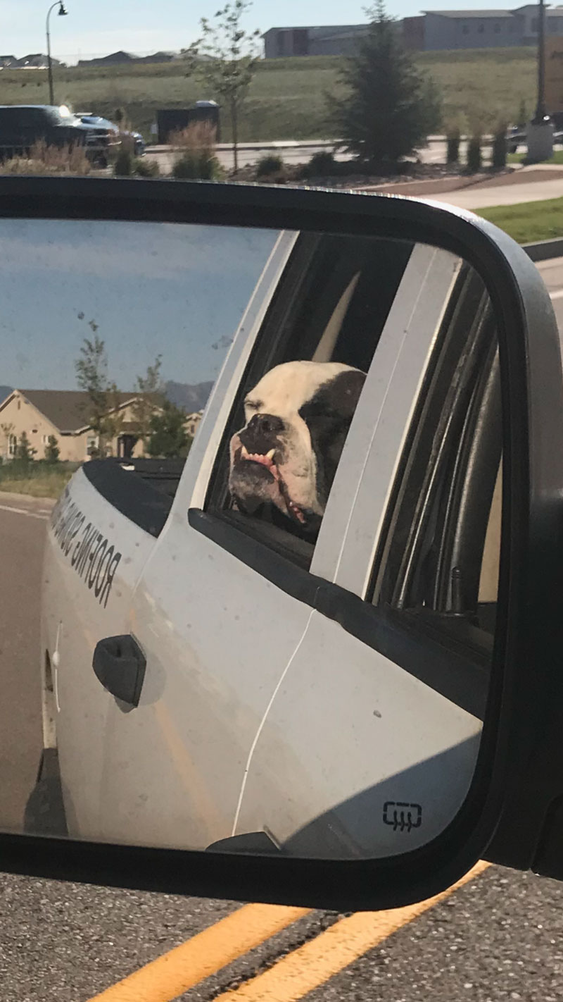 Dog In Truck